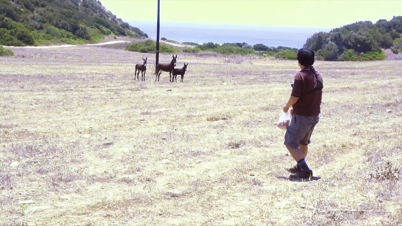 Feeding Carrots from the South to Wild Donkeys in the North – Shiro Masuyama